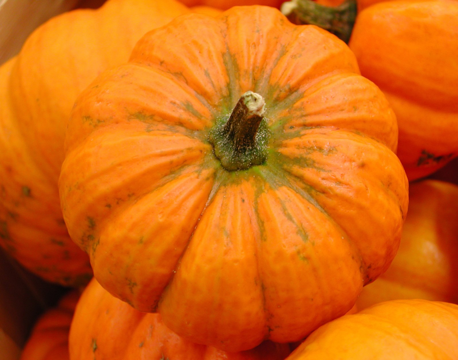 Pumpkin Spice: A Silly Seasonal Female Vocal Acapella for Autumn, Fall, Halloween